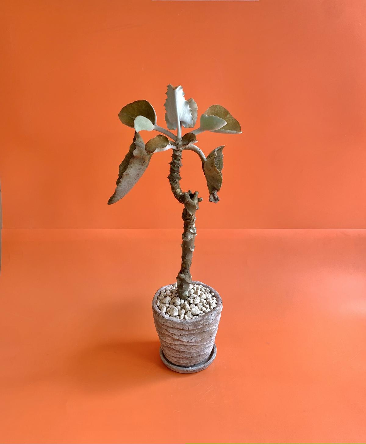 Tkyjd45m84ctpm Tkyjd45m84ctpm