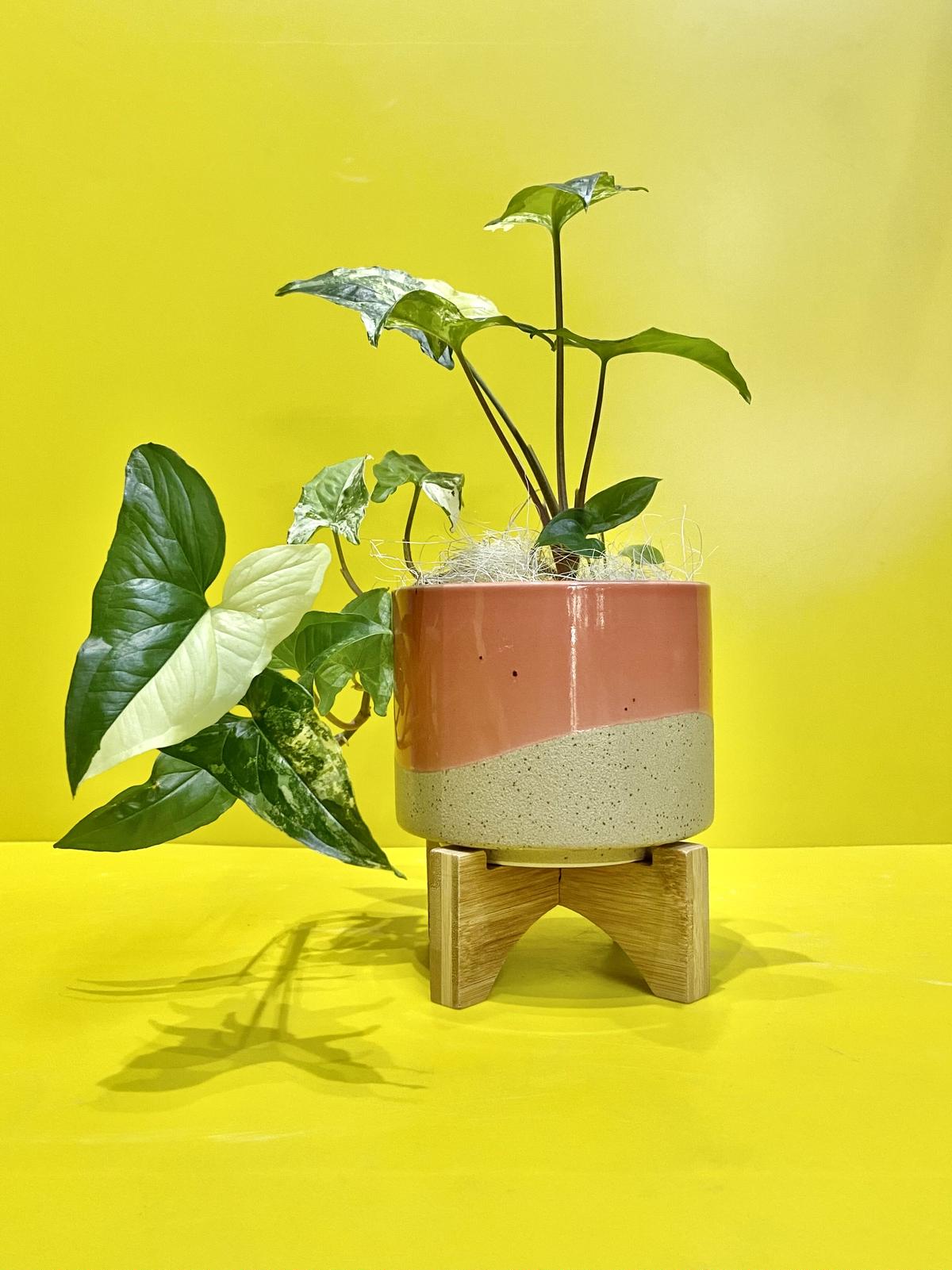 ⑥カリフォルニア ゴールド シンゴニウム フィロデンドロン フレンチ