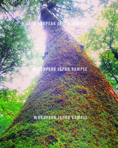 デジタル商品 Peakjapan撮影 屋久島 着生タワー 権利フリー Wood デジタル商品 Peakjapan撮影 屋久島 着生タワー 権利フリー Wood