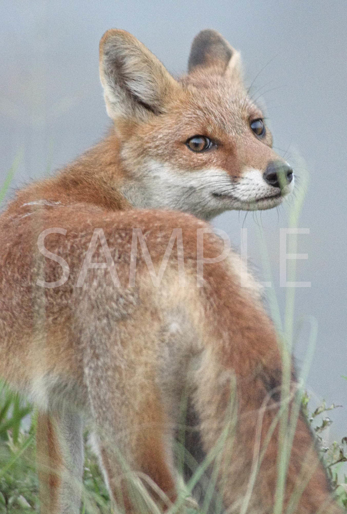 ホンドギツネのポストカード６枚セット キツネのネドコ