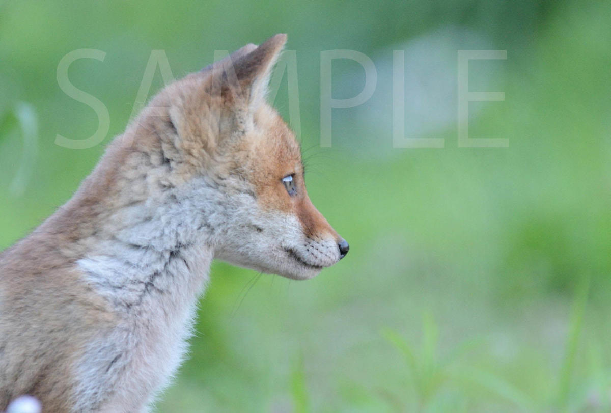 ホンドギツネのポストカード６枚セット キツネのネドコ