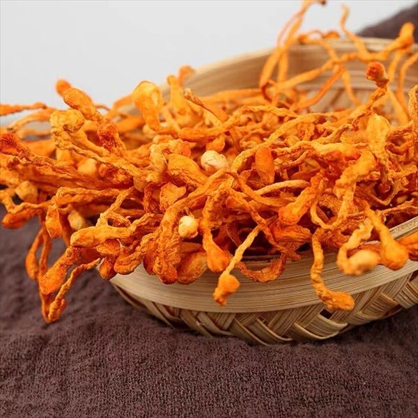 サナギタケ 100g さなぎ茸 川並冬虫夏草 きのこ 橘花茸