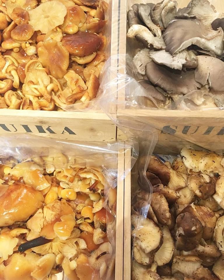 北海道産 落葉きのこ キノコ ハナイグチ 朝採り