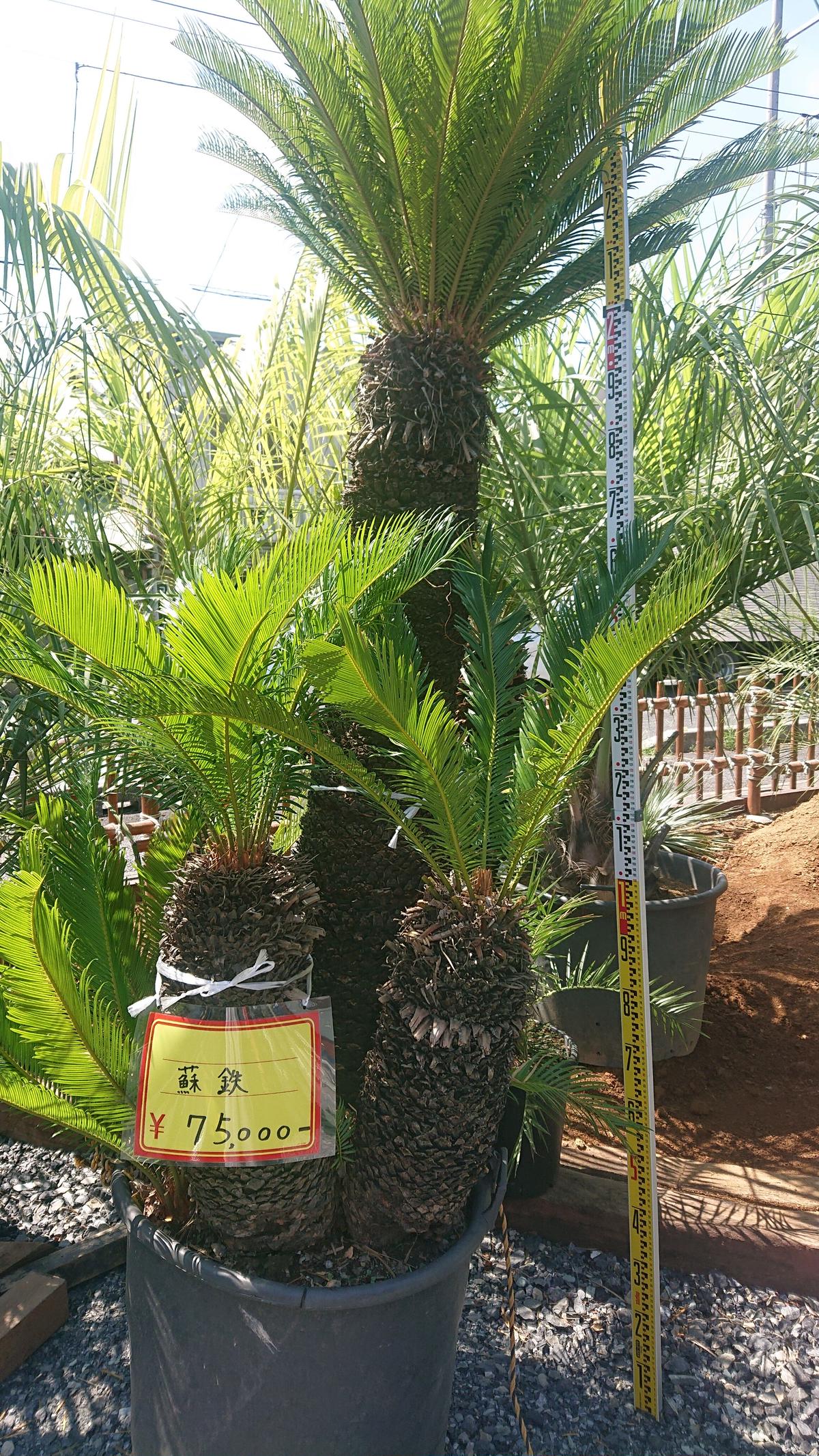 大株 蘇轍 ソテツ お譲りします