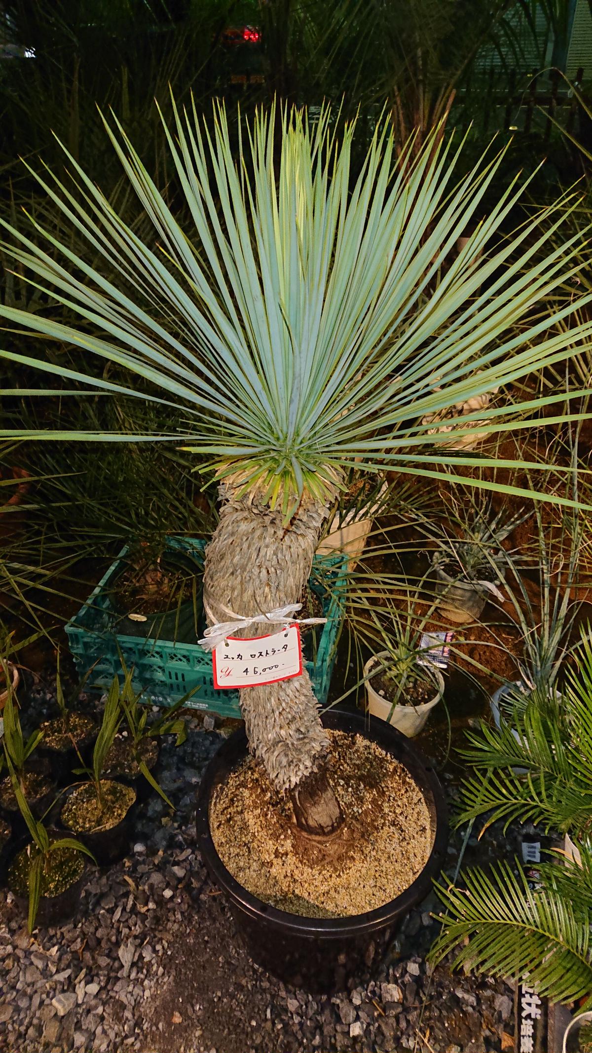 ロストラータ　引取り限定 ユッカ ロストラータ 引取限定 引取り限定 ユッカロストラータ