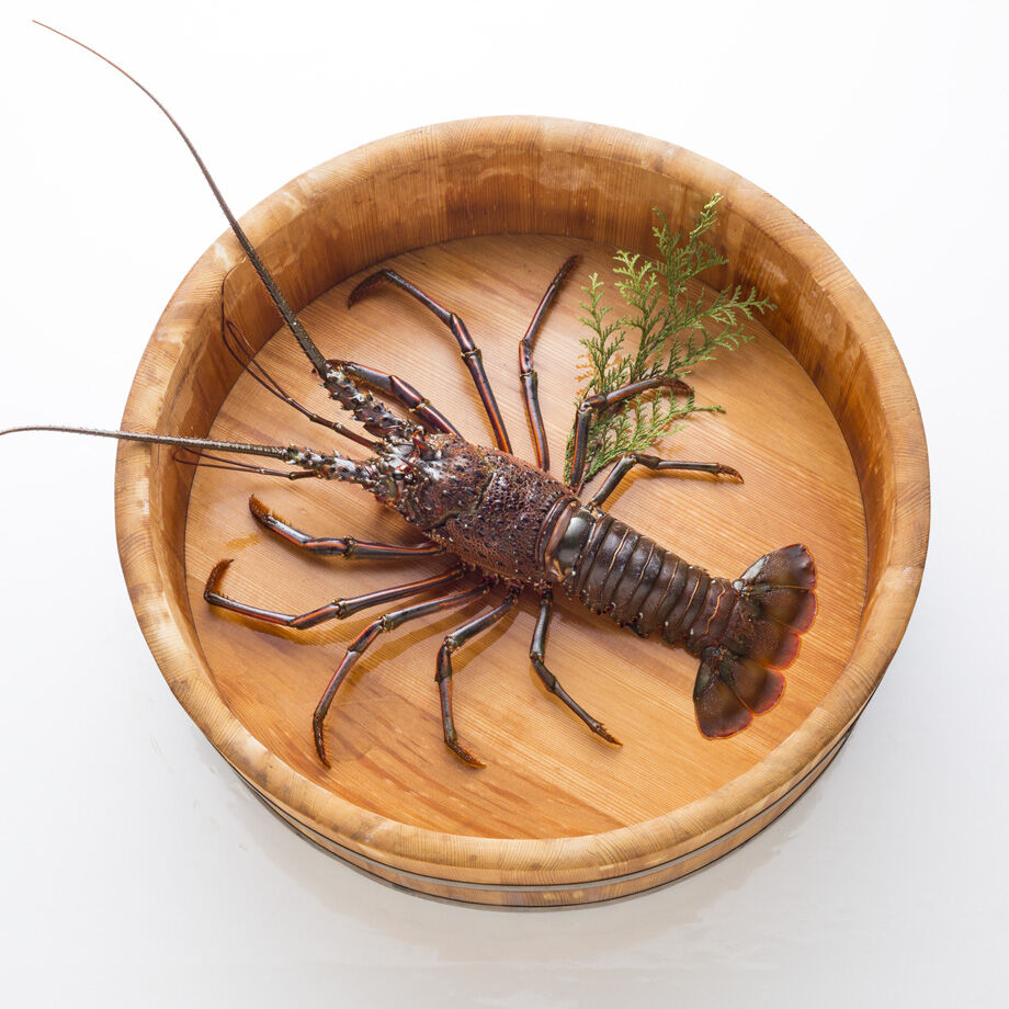 活 伊勢海老 500g 1尾 消費期限2日 茨城 日立産または千葉 勝浦産 吉池オン