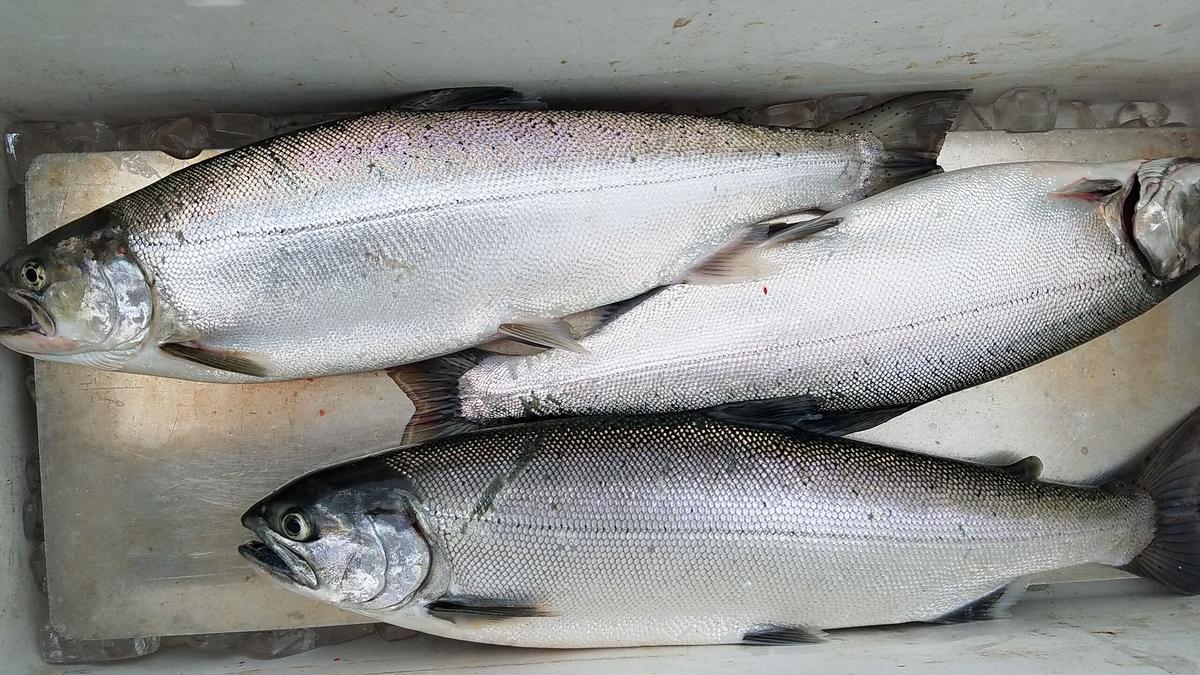 天然ビワマス 約2kg 2匹入 魚 活 Uokatu