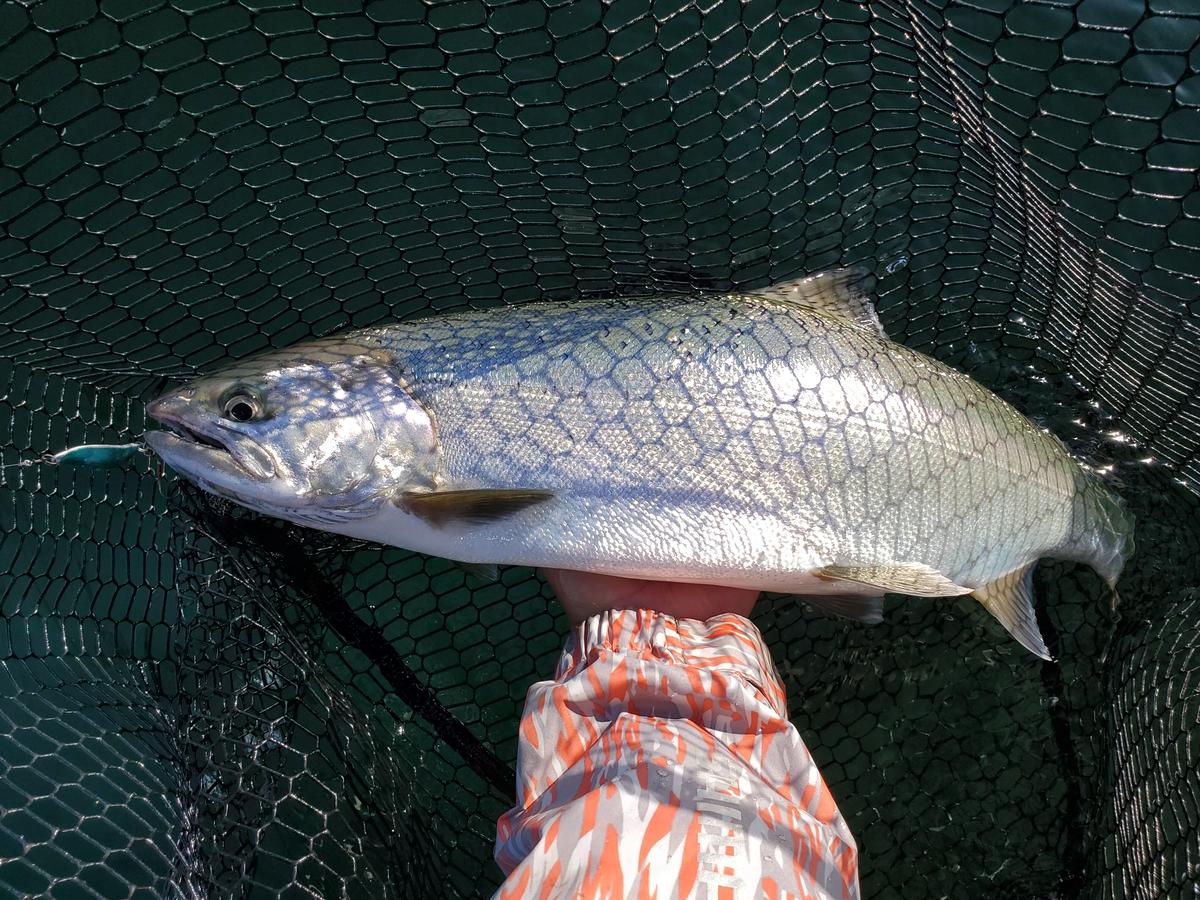 天然ビワマス 約2kg 2匹入 魚 活 Uokatu