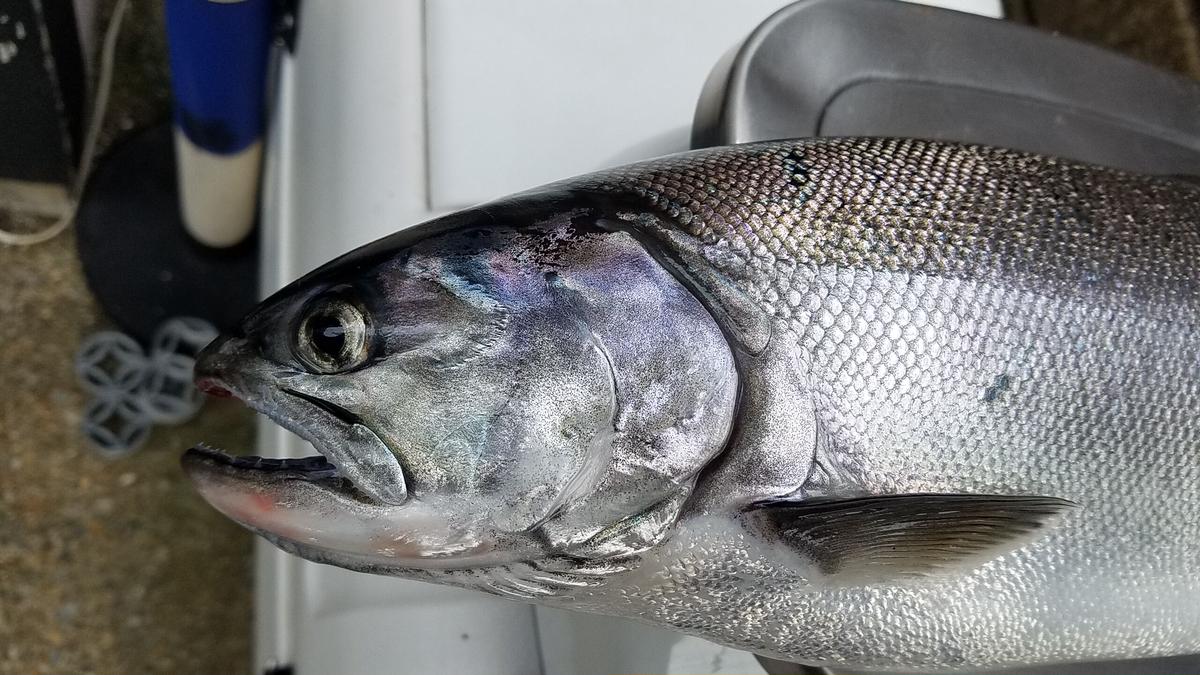 天然ビワマス 約2kg 2匹入 魚 活 Uokatu