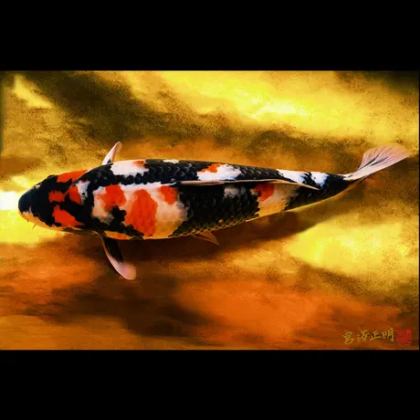 Masaaki Miyazawa 宮澤正明 Online写真販売サイト