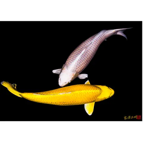 Masaaki Miyazawa 宮澤正明 Online写真販売サイト