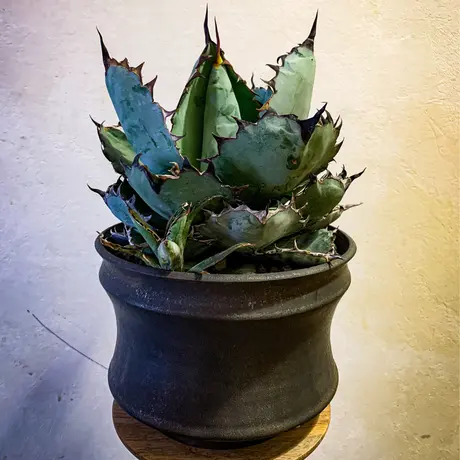 Bloomsbury PLANTS Agavefarm