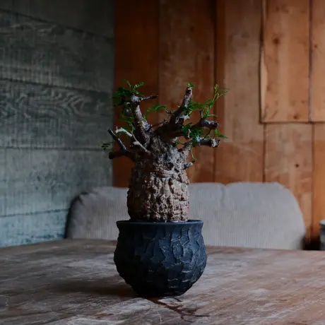 小野瀬一 onose hajime pot 鎬 pot 植木鉢