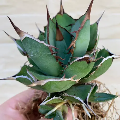 Strange plants markets