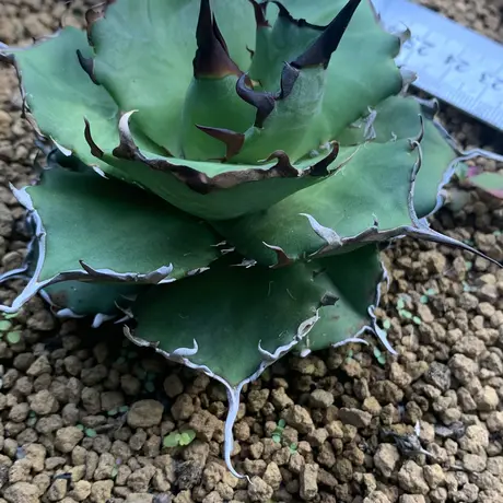 Strange plants markets