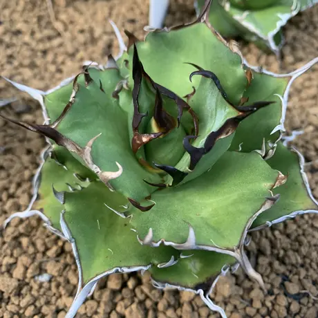 Strange plants markets
