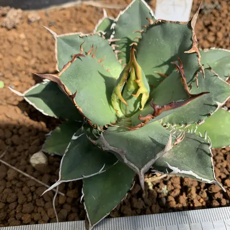 Strange plants markets