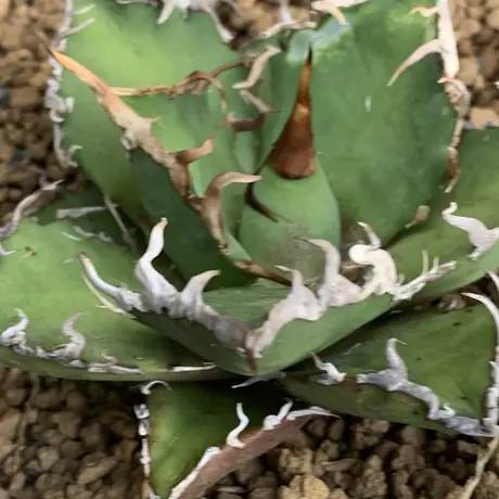 Strange plants markets