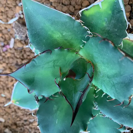Strange plants markets