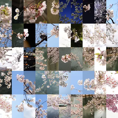 笑顔変身写真館 桜photoプロジェクト