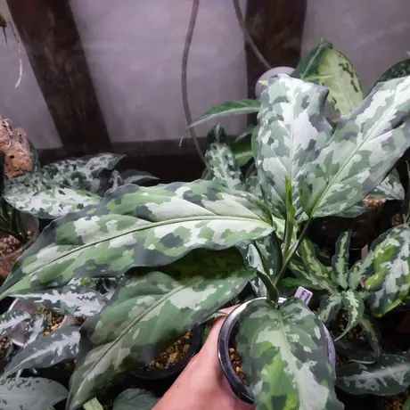 Aglaonema pictum AP, LA1016-03j 増殖子株