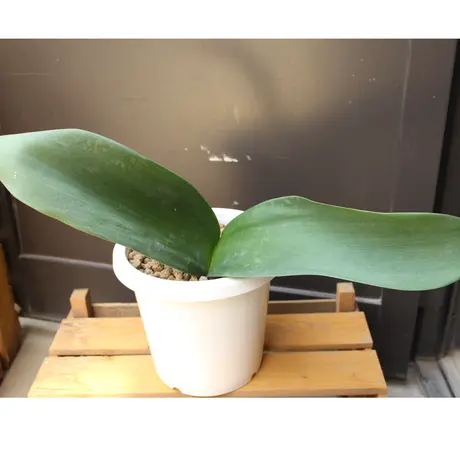 Actis Flower And Garden Green