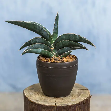 花福 オンラインショップ