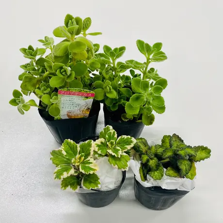 花の美里流通センター