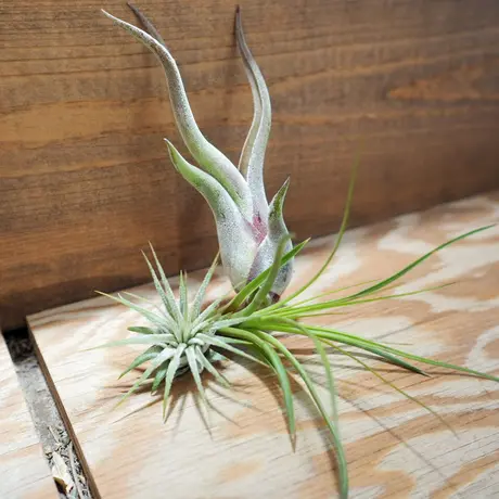 常葉植物園 Tokiwa Botanical Garden ティランジア エアプランツ 専門販売