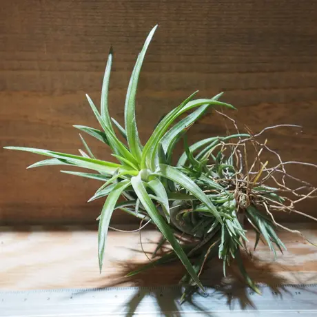 常葉植物園 Tokiwa Botanical Garden ティランジア エアプランツ 専門販売