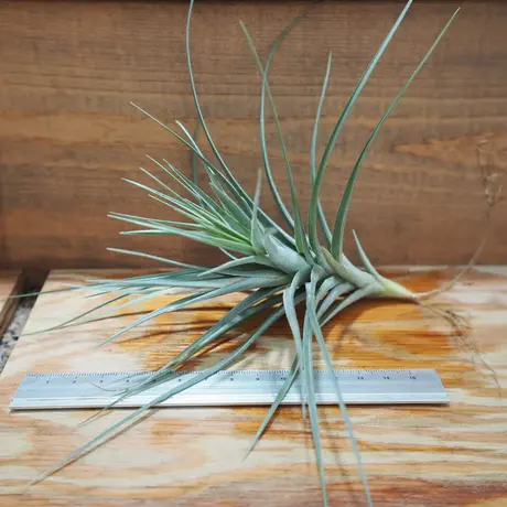 常葉植物園 Tokiwa Botanical Garden ティランジア エアプランツ 専門販売