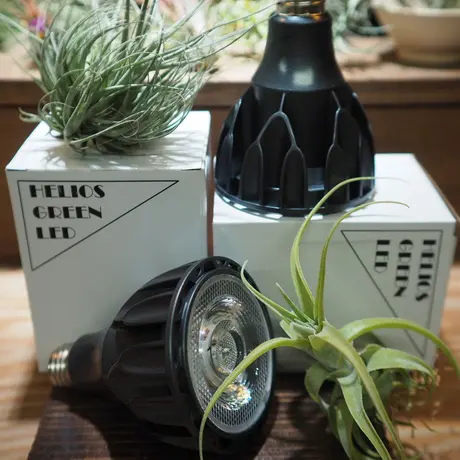 常葉植物園 Tokiwa Botanical Garden ティランジア エアプランツ 専門販売