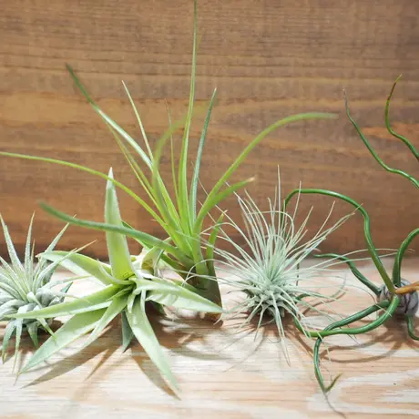 常葉植物園 Tokiwa Botanical Garden ティランジア エアプランツ 専門販売