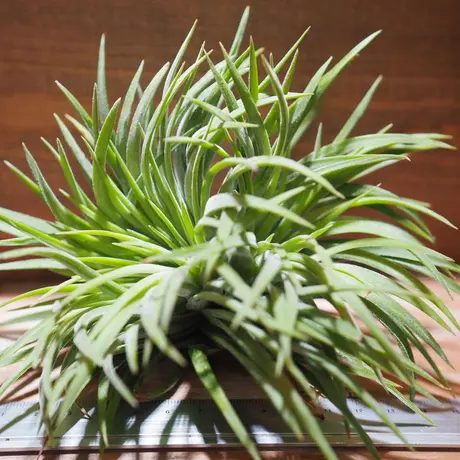 常葉植物園 Tokiwa Botanical Garden ティランジア エアプランツ 専門販売