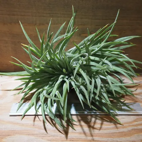 常葉植物園 Tokiwa Botanical Garden ティランジア エアプランツ 専門販売