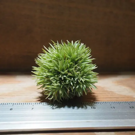 常葉植物園 Tokiwa Botanical Garden ティランジア エアプランツ 専門販売 常葉植物園 Tokiwa Botanical Garden ティランジア エアプランツ 専門販売
