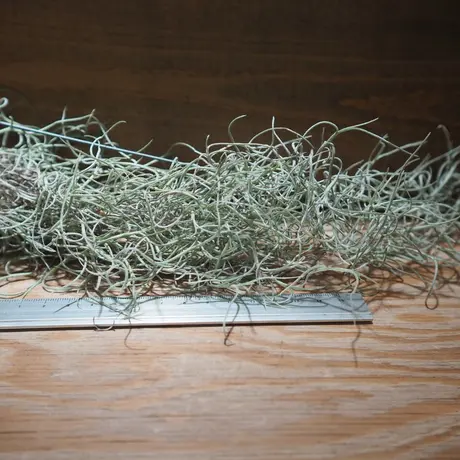 常葉植物園 Tokiwa Botanical Garden ティランジア エアプランツ 専門販売