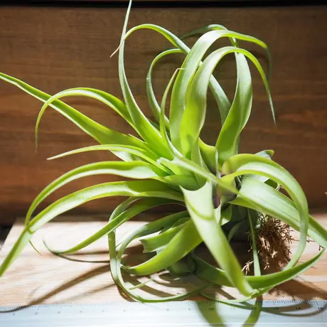 常葉植物園 Tokiwa Botanical Garden ティランジア エアプランツ 専門販売