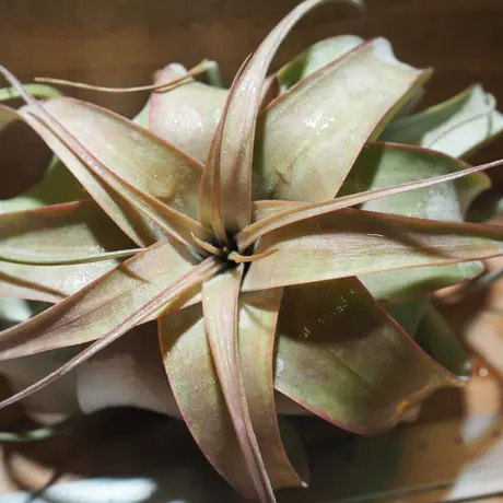 常葉植物園 Tokiwa Botanical Garden ティランジア エアプランツ 専門販売