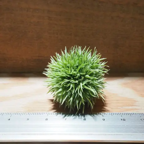 常葉植物園 Tokiwa Botanical Garden ティランジア エアプランツ 専門販売