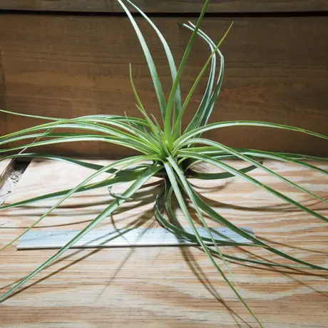 常葉植物園 Tokiwa Botanical Garden ティランジア エアプランツ 専門販売