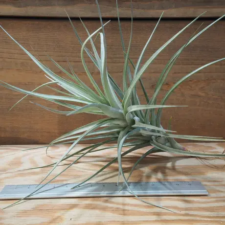 常葉植物園 Tokiwa Botanical Garden ティランジア エアプランツ 専門販売