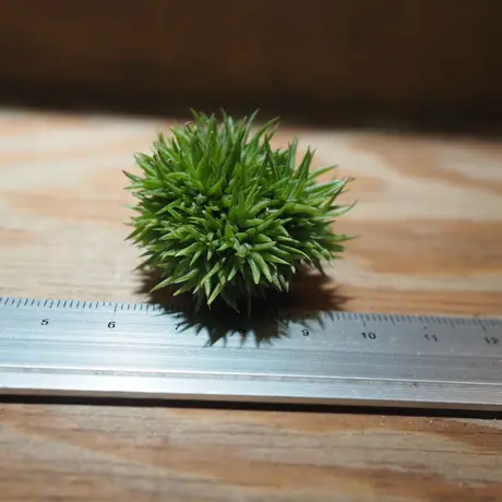 常葉植物園 Tokiwa Botanical Garden ティランジア エアプランツ 専門販売 常葉植物園 Tokiwa Botanical Garden ティランジア エアプランツ 専門販売