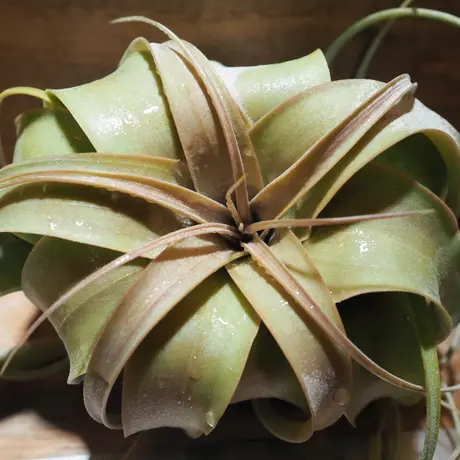 常葉植物園 Tokiwa Botanical Garden ティランジア エアプランツ 専門販売