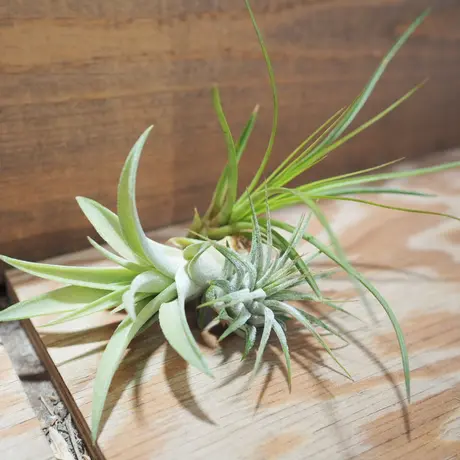 常葉植物園 Tokiwa Botanical Garden ティランジア エアプランツ 専門販売