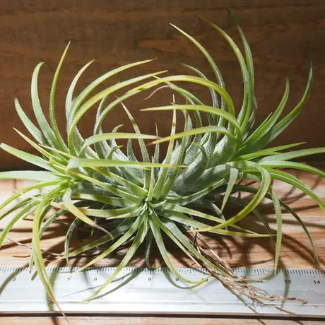 常葉植物園 Tokiwa Botanical Garden ティランジア エアプランツ 専門販売