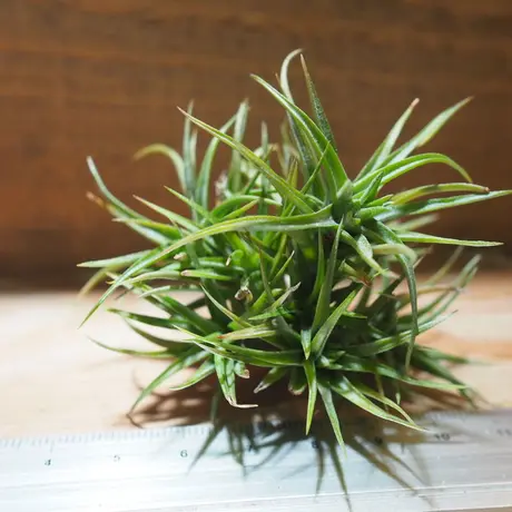 常葉植物園 Tokiwa Botanical Garden ティランジア エアプランツ 専門販売