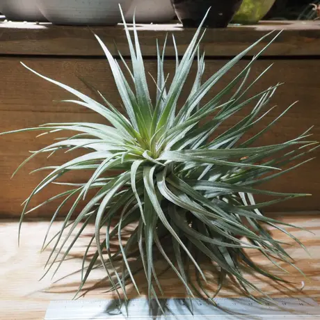 常葉植物園 Tokiwa Botanical Garden ティランジア エアプランツ 専門販売
