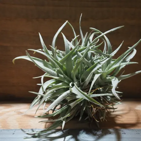 チランジア カピタータ モーブ Cl T Capitata Mauve Ab01