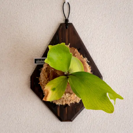 限定価格セール P Hillii ビカクシダ Ngasai Yot 7 植物 観葉植物 Schoolgroup Org